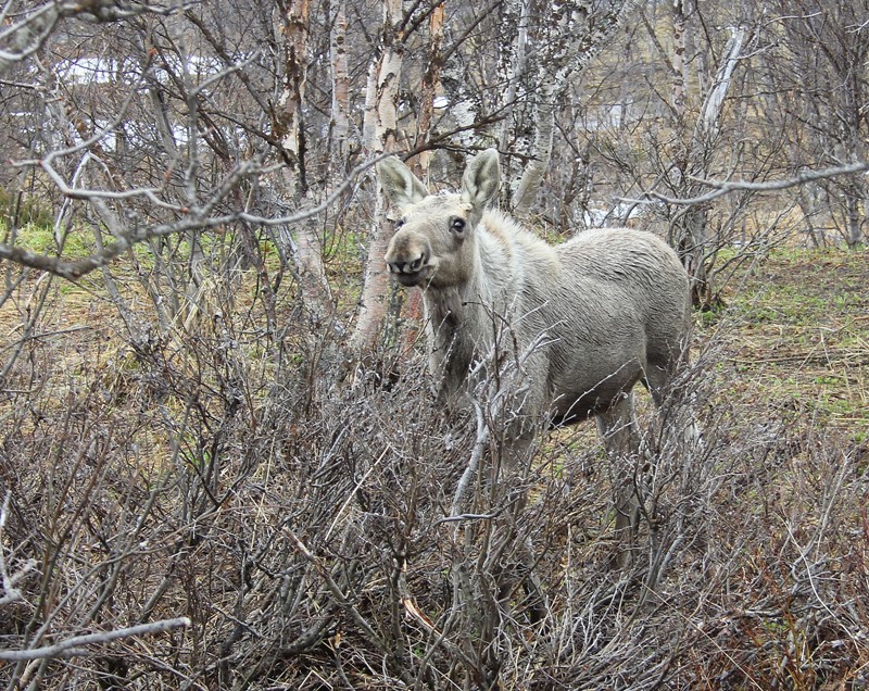 Eland - Eurasian Elk