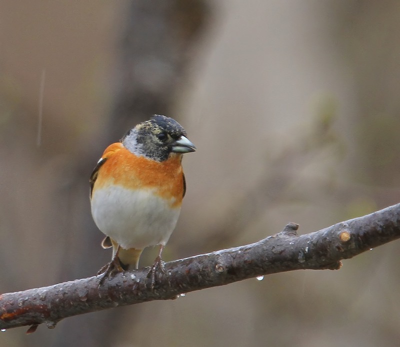 Keep - Brambling