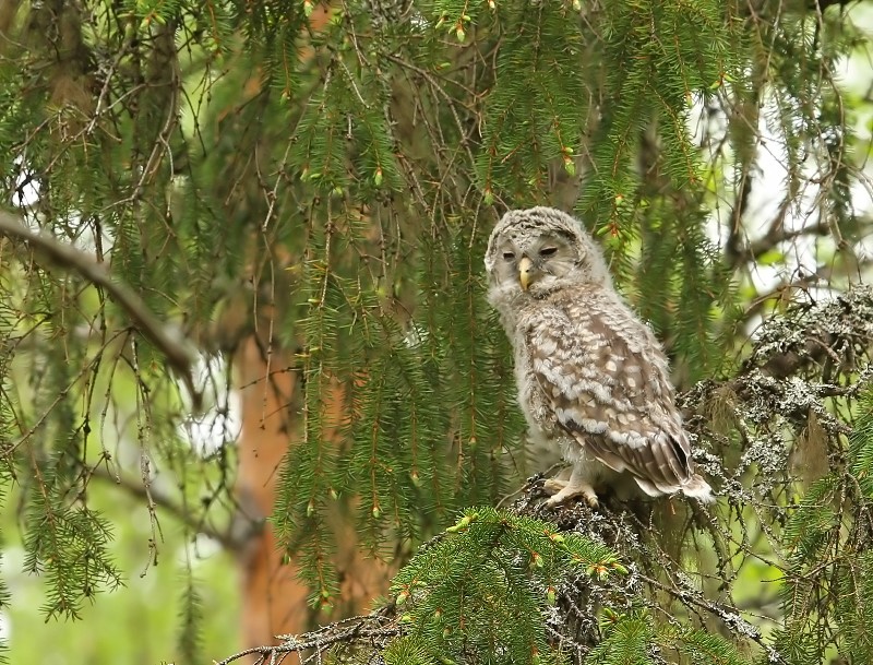 Oeraluil - Ural Owl