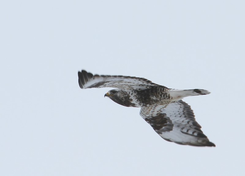 Ruigpootbuizerd - Rough-legged Buzzard