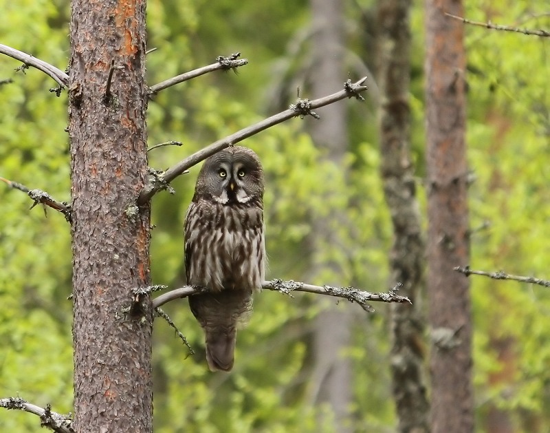 Laplanduil - Great Grey Owl