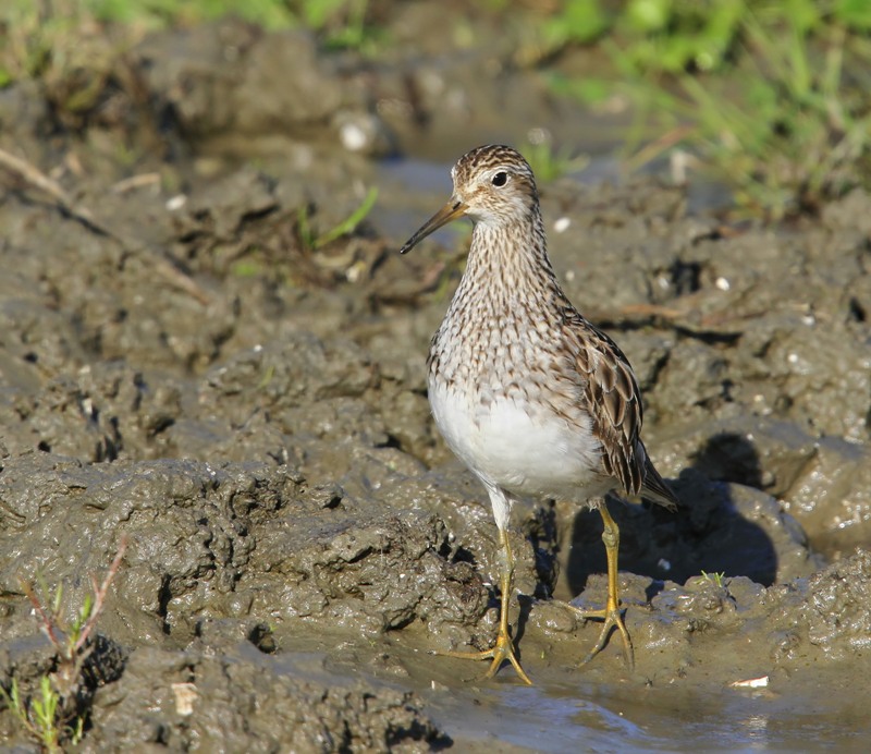 Gestreepte Strandloper - Pectoral Sandpiper