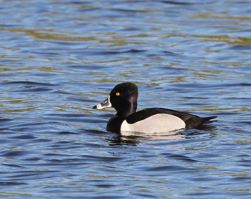 Ringsnaveleend - Ring-necked Duck