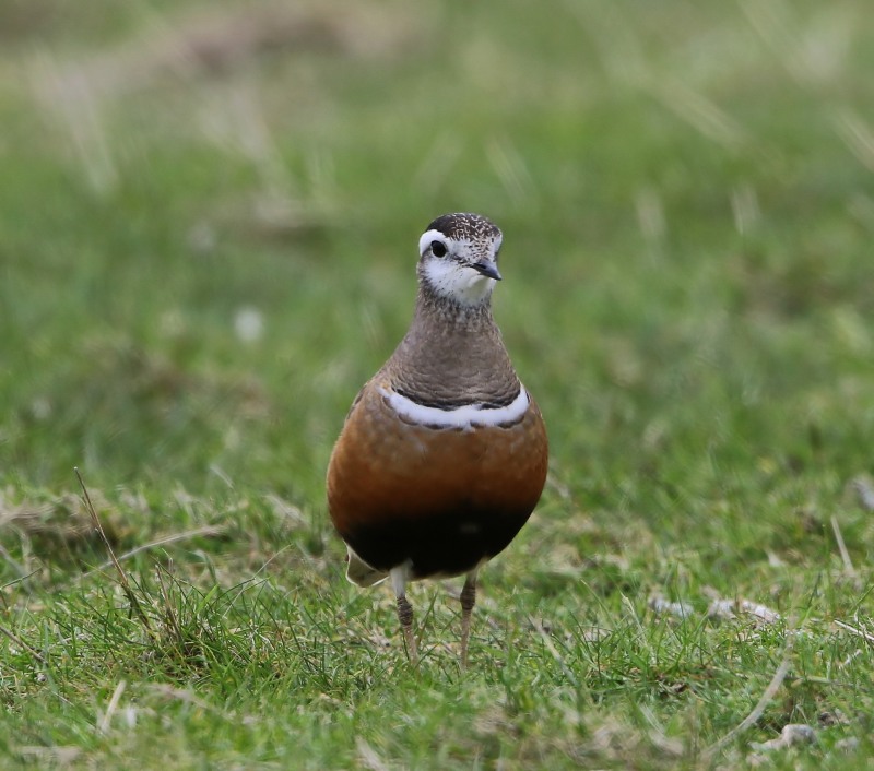 Morinelplevier - Eurasian Dotterel