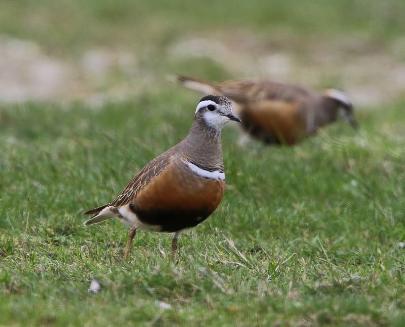 Morinelplevier - Eurasian Dotterel