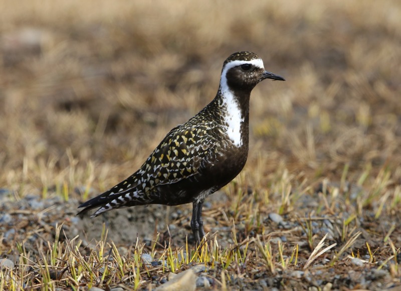 Amerikaanse Goudplevier - American Golden Plover