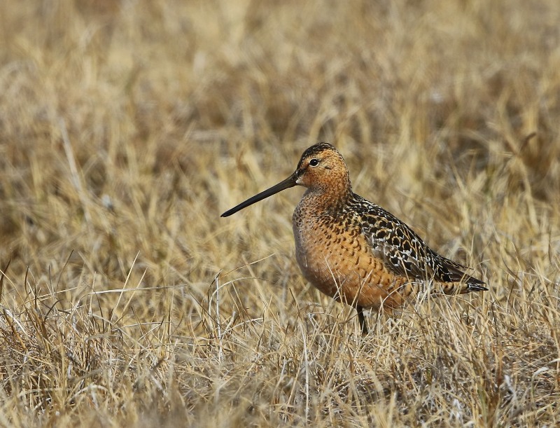 Grote Grijze Snip - Long-billed Dowitcher