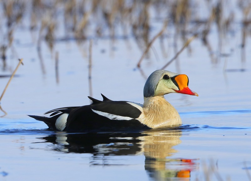 Koningseider - King Eider