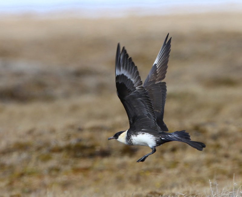 Middelste Jager - Pomarine Skua