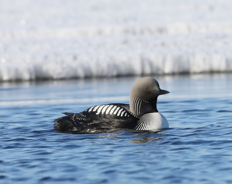 Pacifische Parelduiker - Pacific Loon