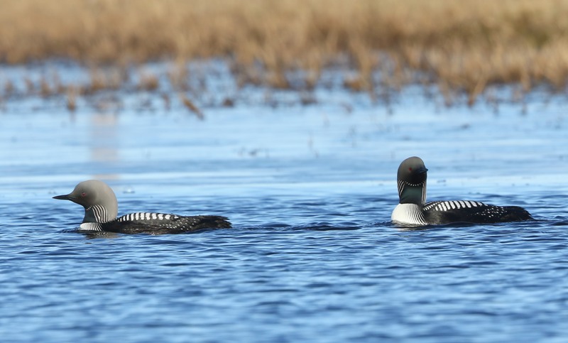 Pacifische Parelduikers - Pacific Loons