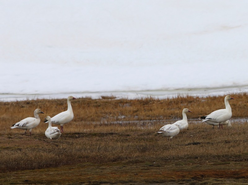 Sneeuwganzen - Snow Geese