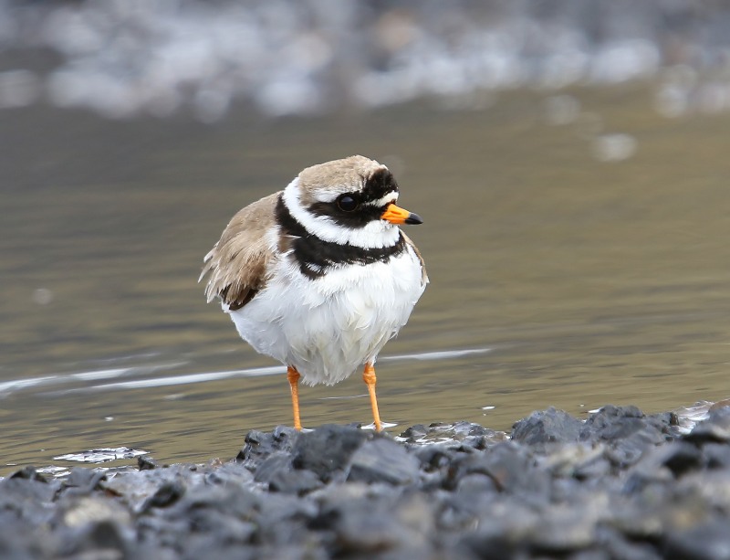 Bontbekplevier - Common Ringed Plover