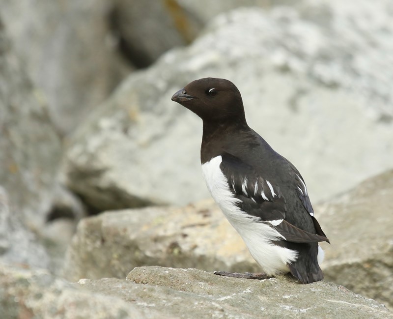 Kleine Alk - Little Auk