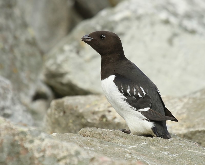 Kleine Alk - Little Auk