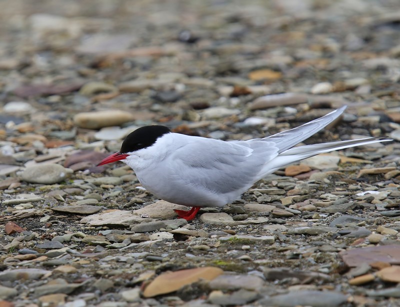 Noordse Stern - Arctic Tern