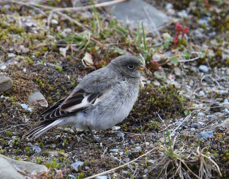 Sneeuwgors - Snow Bunting