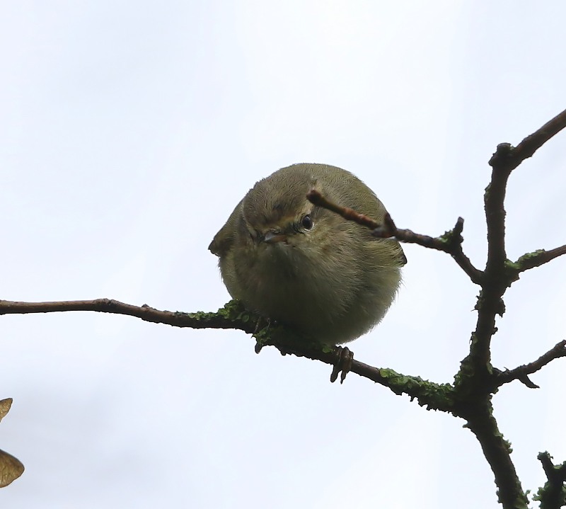 Humes Bladkoning - Humes Leaf Warbler