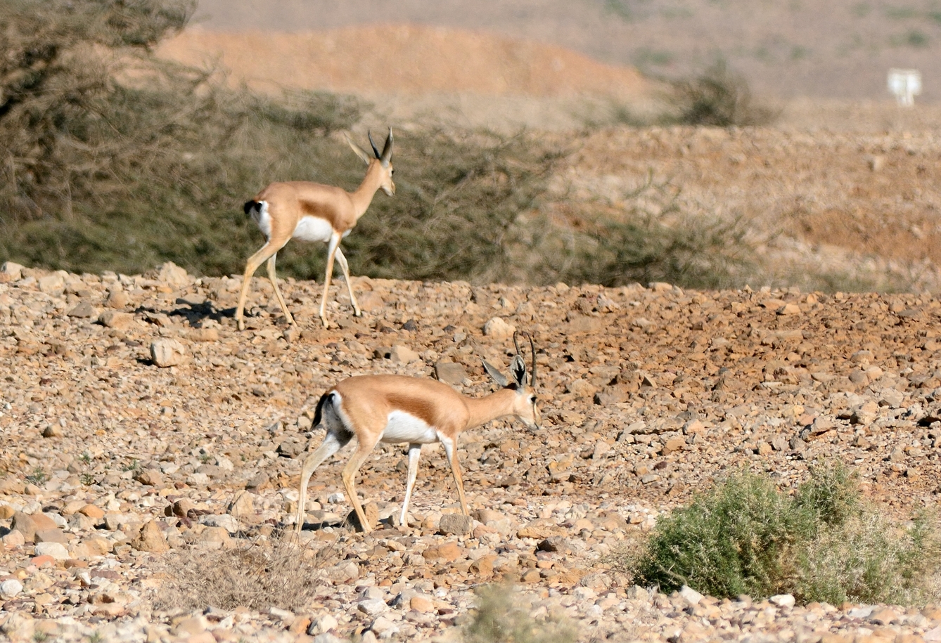 Dorcas gazelle (Gazella dorcas)