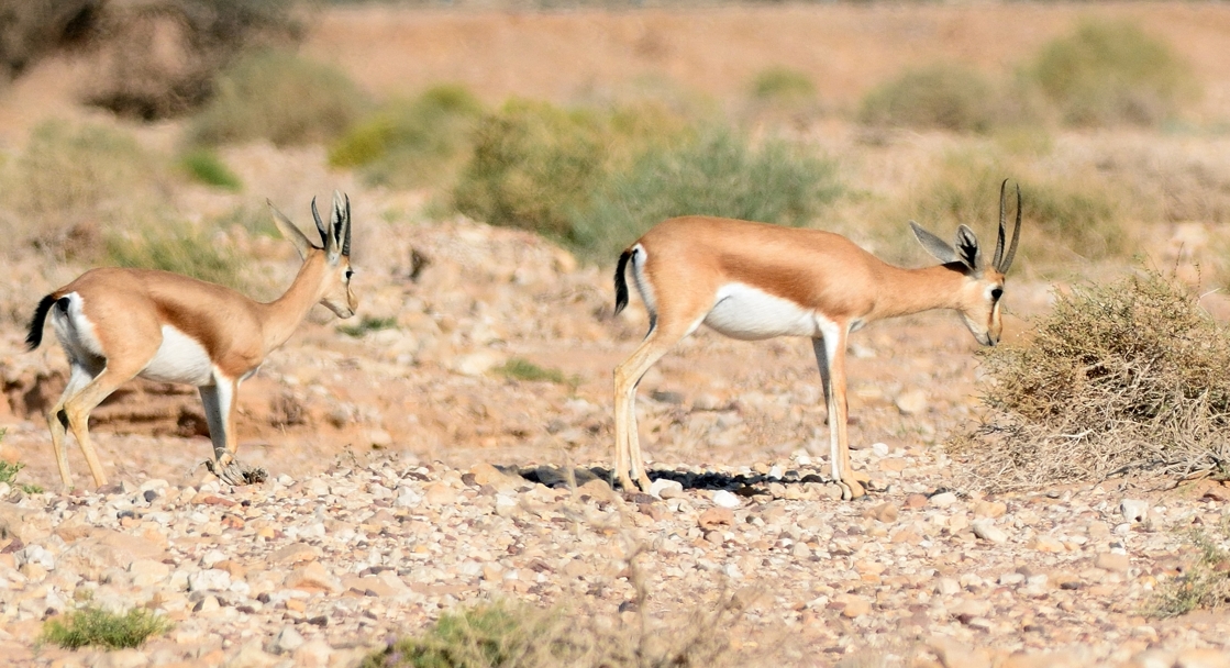 Dorcas gazelle (Gazella dorcas)