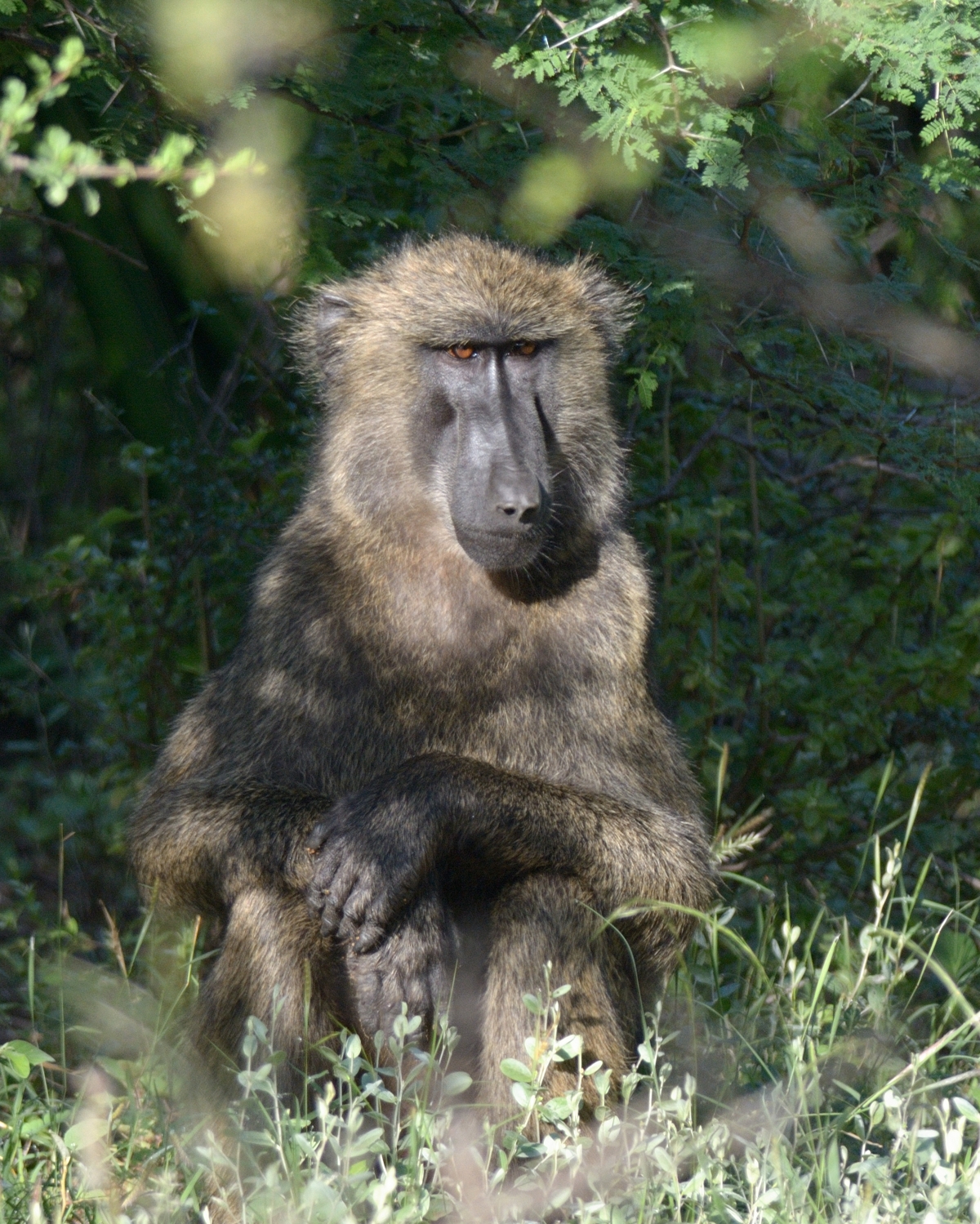 Hamadryas baboon ( Papio hamadryas )