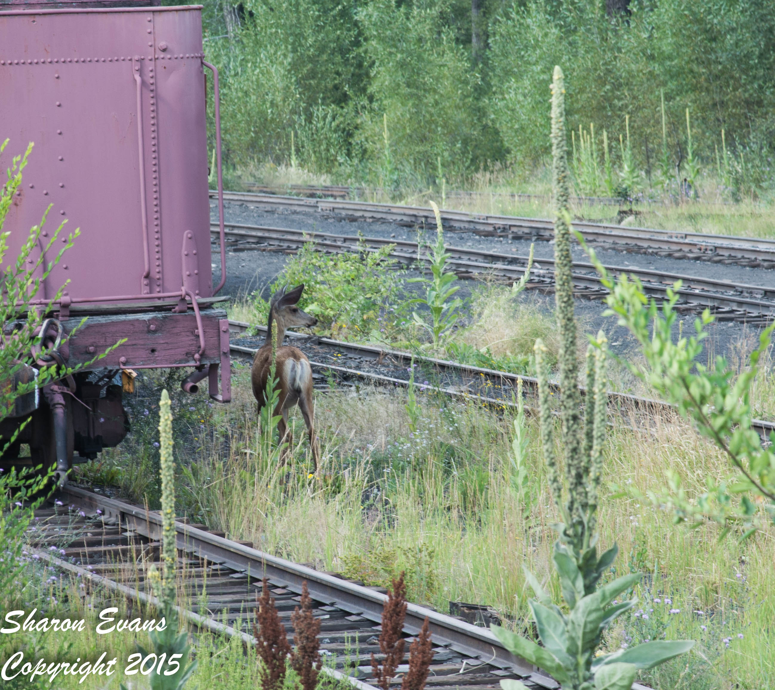 One of the friendly deer walks about the Chama yard
