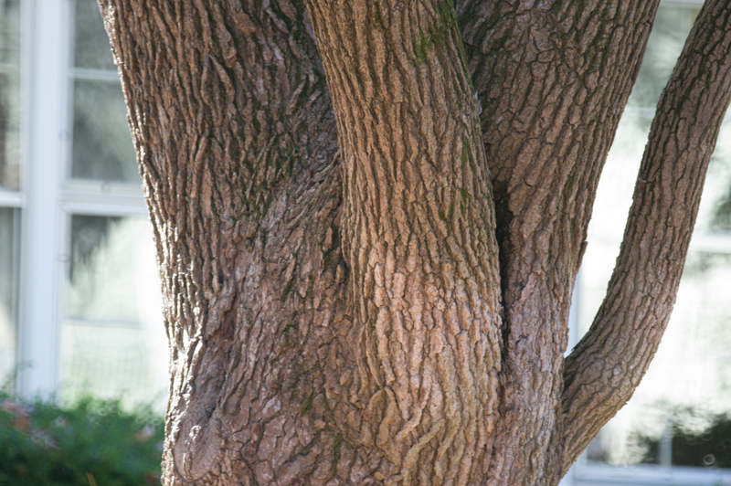 20151101_Bark 500_8 Tamron.jpg