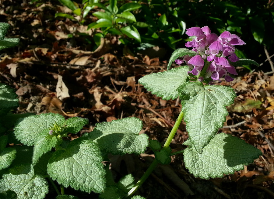 Lamium Maculatum