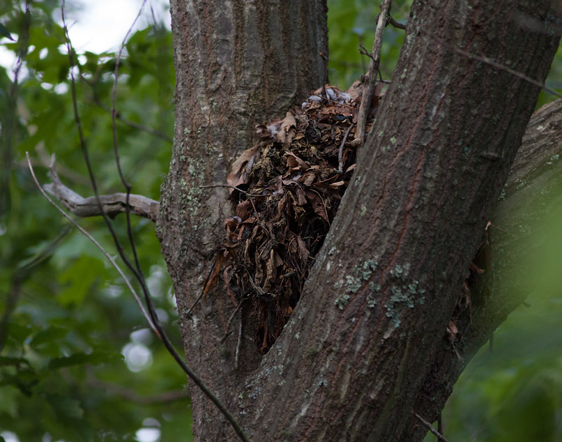 _MG_7566 Squirrel Nest