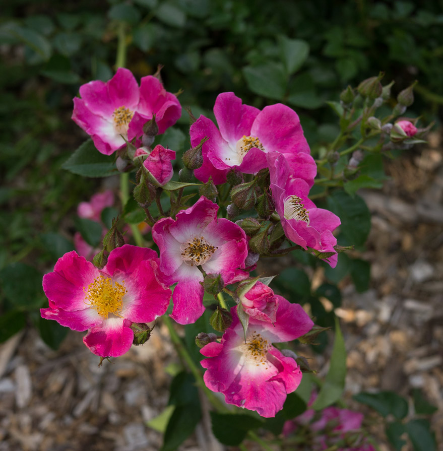 _1080824 Old Fashioned Roses