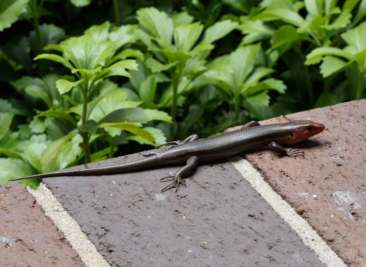 _6050053 Skink