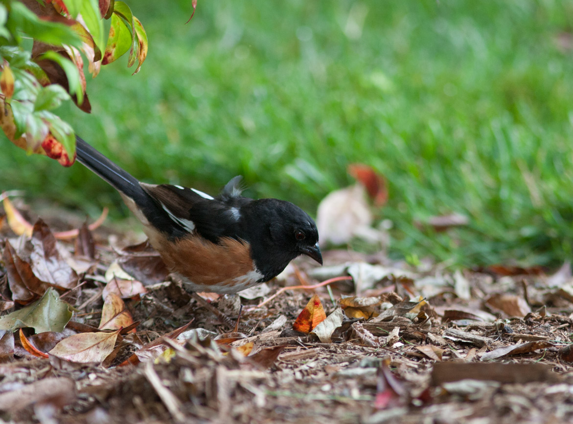 _MG_3390 Eastern Towhee