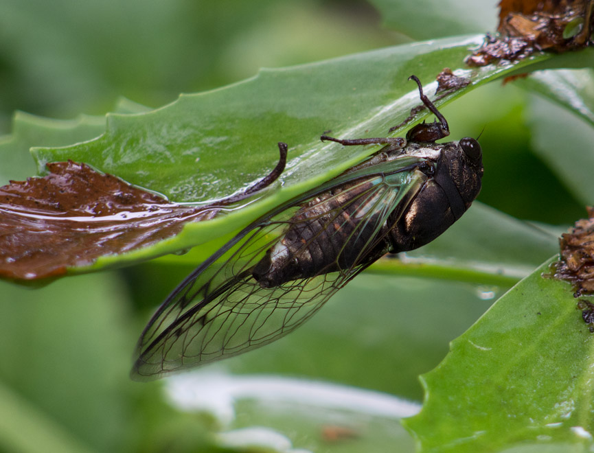 _7050069 Cicada - Theyre Here!