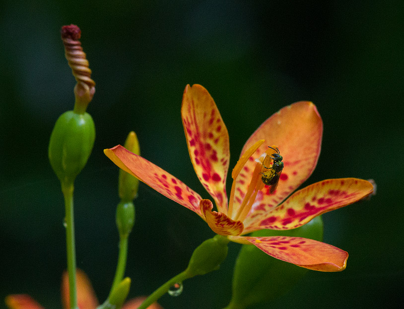 _MG_8599 Blackberry Lily