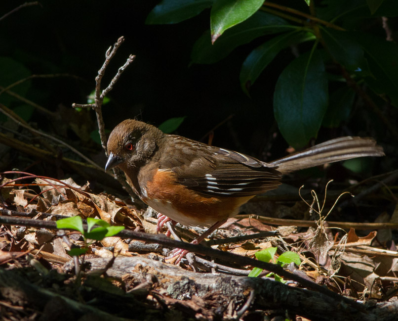 _MG_8595 Towhee