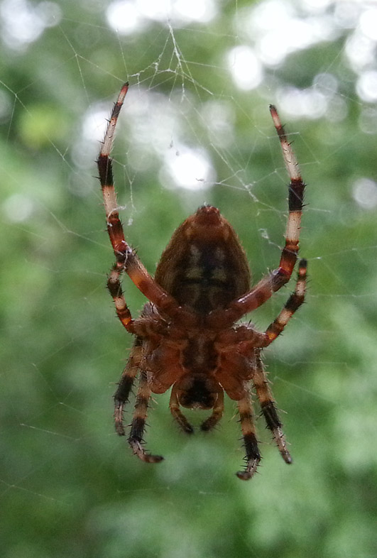 20130727_091737 Half Inch Long Body
