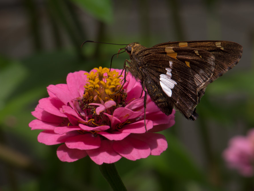_8100060 Skipper on Zinnia