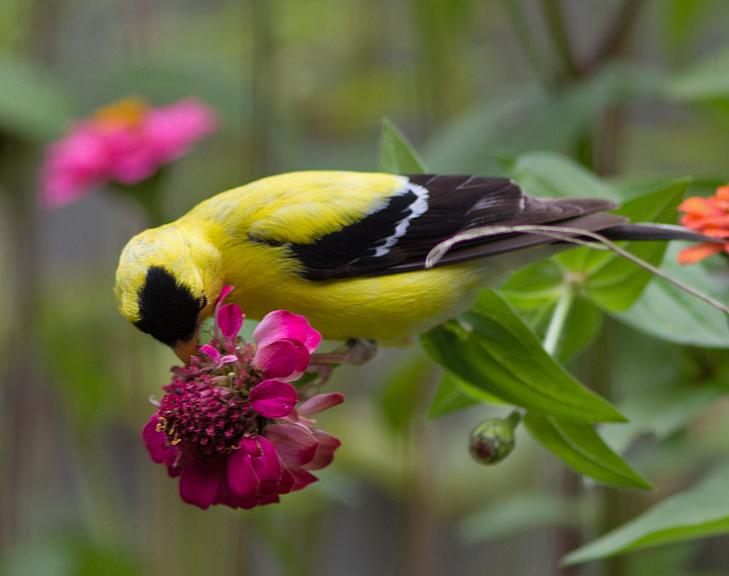 _MG_8714 American Goldfinch at Work