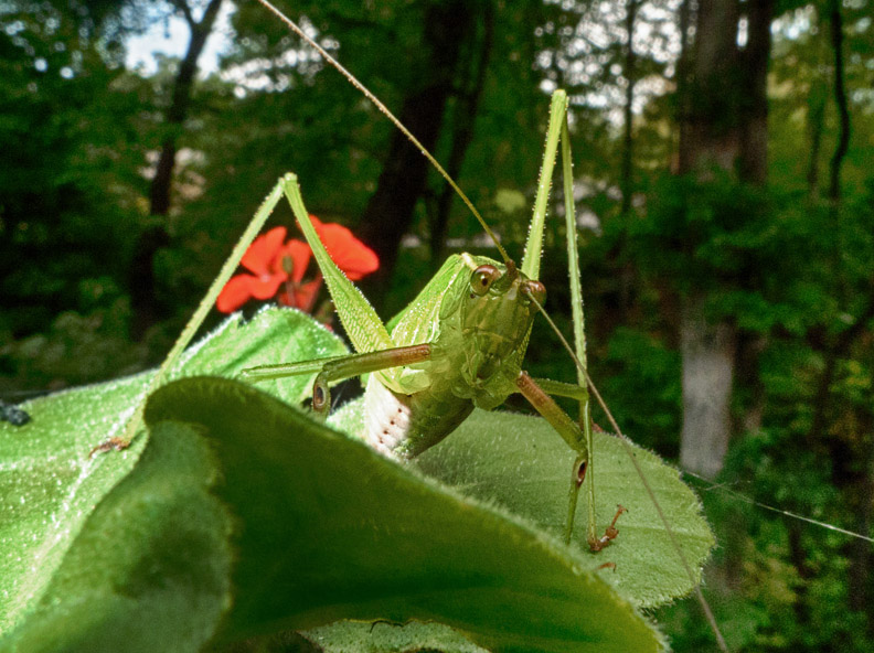 P1110195 Katydid up close and personal
