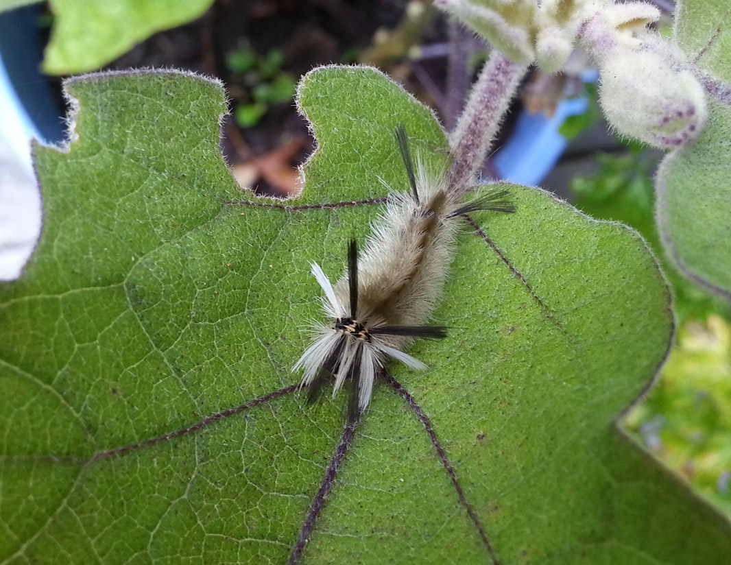 Up to No Good on My Eggplant