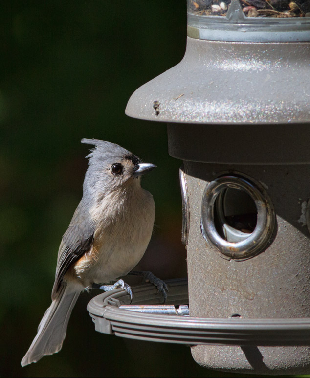 _MG_9008 Cheeky Titmouse