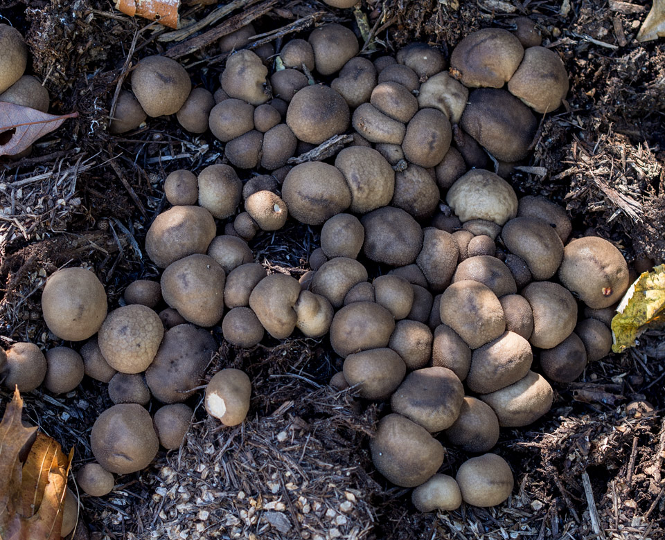 _A230051 A smoosh of shrooms