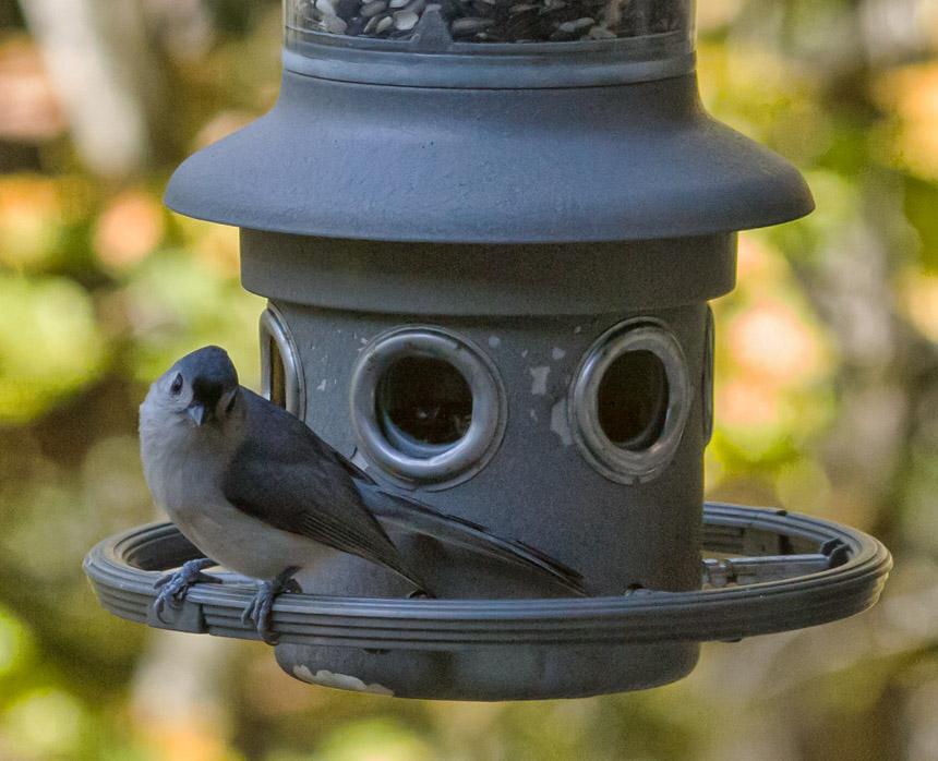 _MG_9094 Titmouse