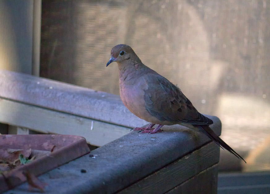 _1100816 Early Morning Dove