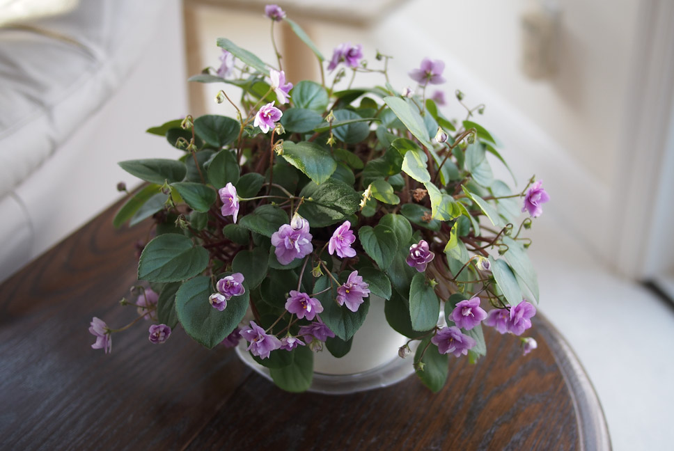 P1150046 Happy Trailing African Violet
