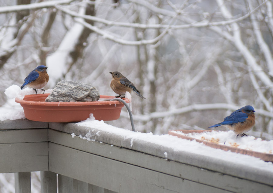 _1110261 Lots of bluebirds