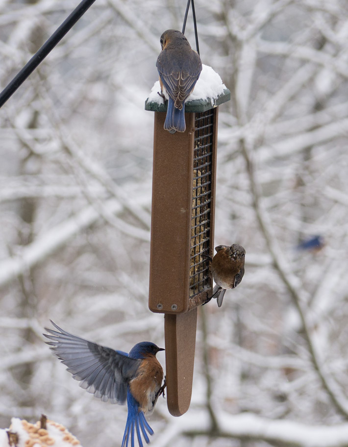 _1110265 Busy Bluebirds