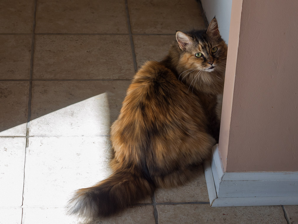 P2220016 Daisy