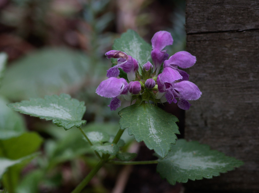 _MG_7931 Lamium Maculatum