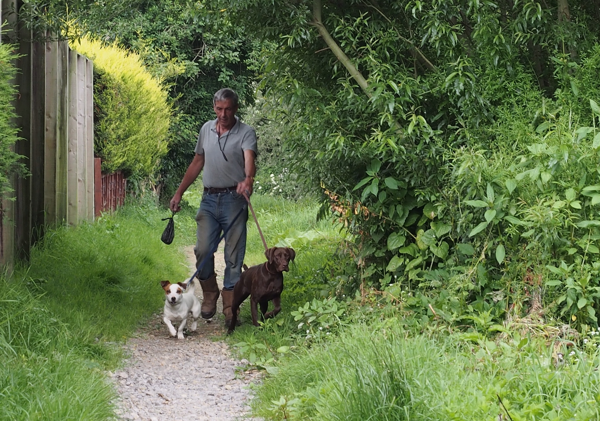 More than one dog seems to be the case in the Dales